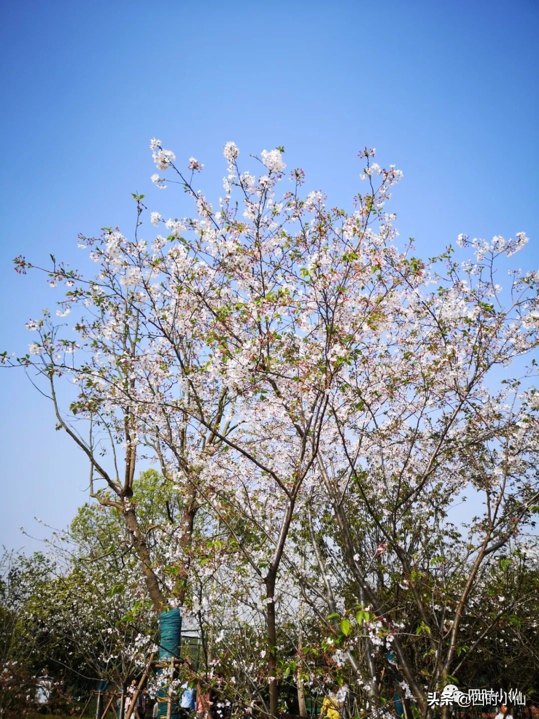 孩子写作文思路乱用思维导图,思维导图教小孩写作文