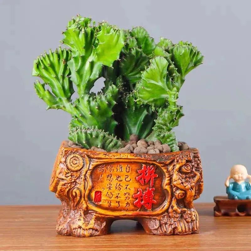 家里养玉麒麟摆放哪个位置好,养麒麟花注意事项