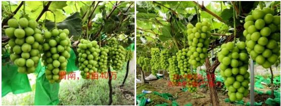 现在种植什么葡萄最赚钱,葡萄产业赚钱项目