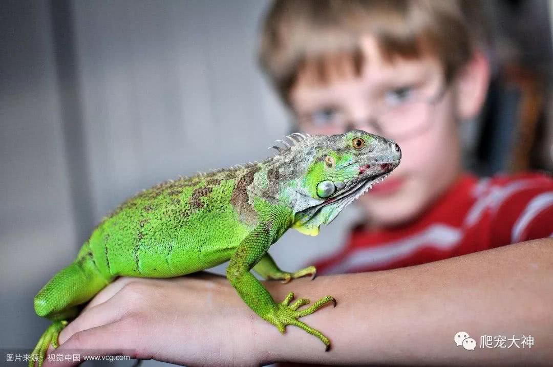 爬行动物宠物排行榜,家庭饲养爬行宠物推荐