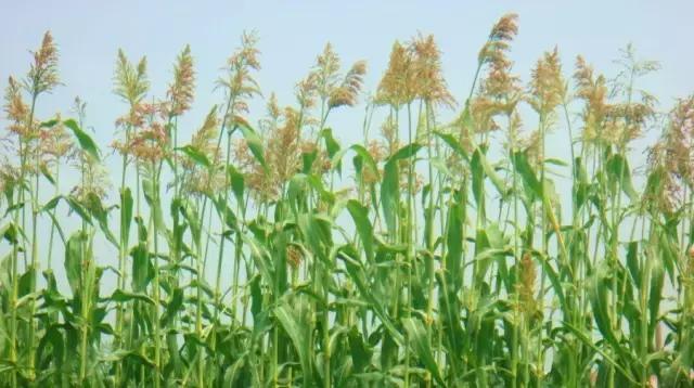 金铃子小时候的味道,芦稷儿时的味道