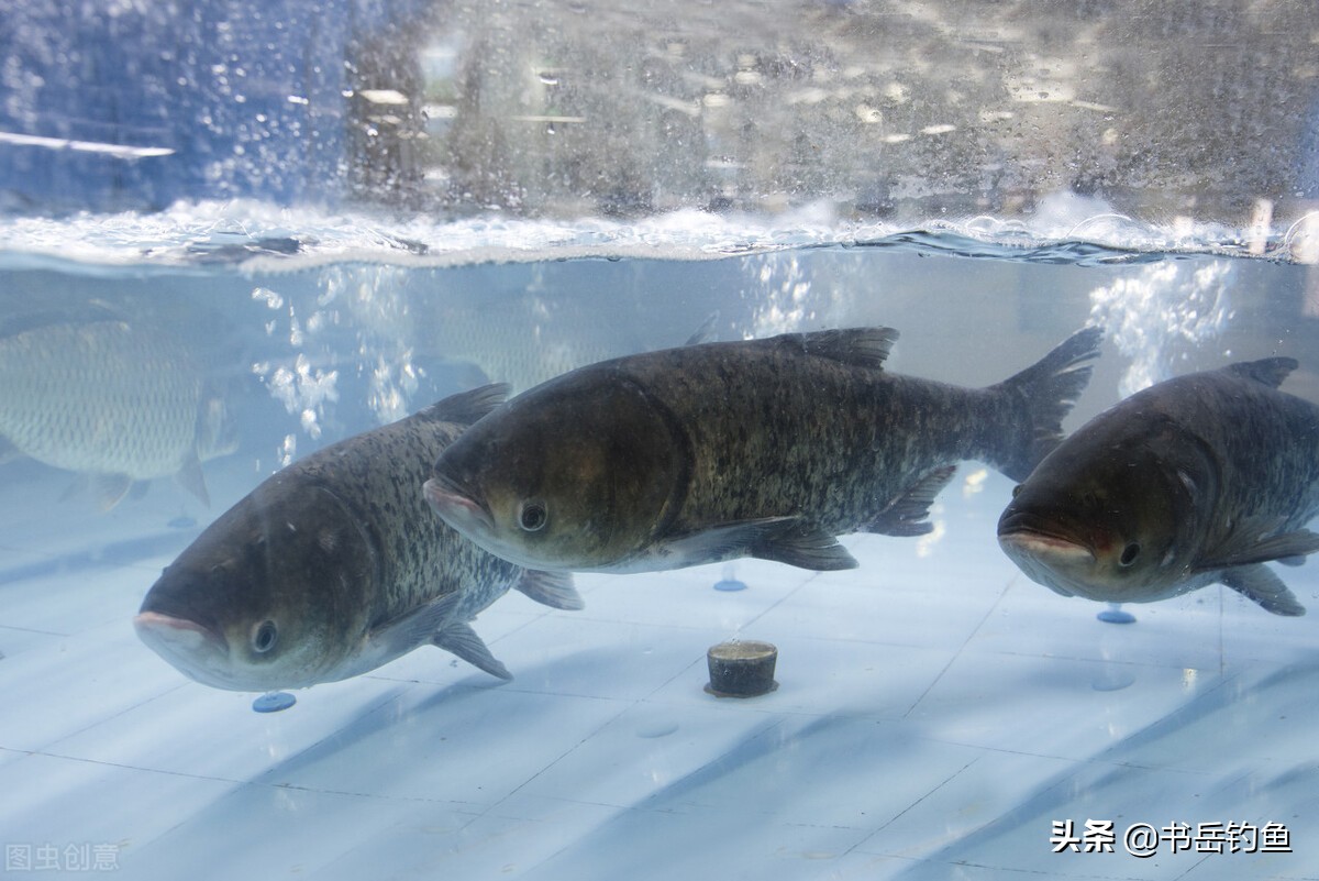 鲶鱼是世界上最脏的鱼,鲶鱼是鱼中最脏的