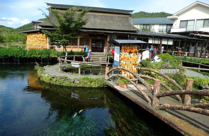 去富士山看樱花,日本富士山浪漫