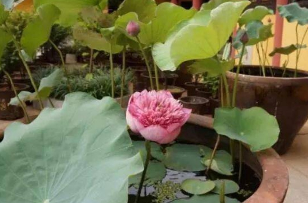 破缸种花效果图,破了的坛子种花