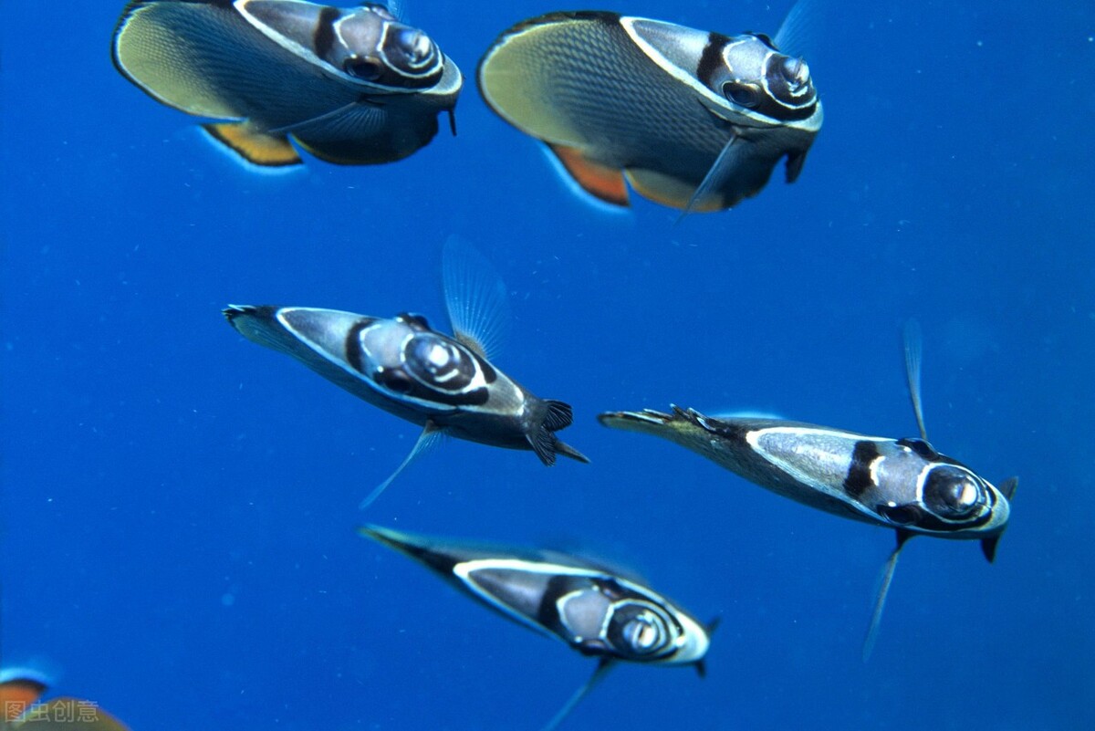 世界前十强创新公司,中国唯一进入世界前10的创新公司