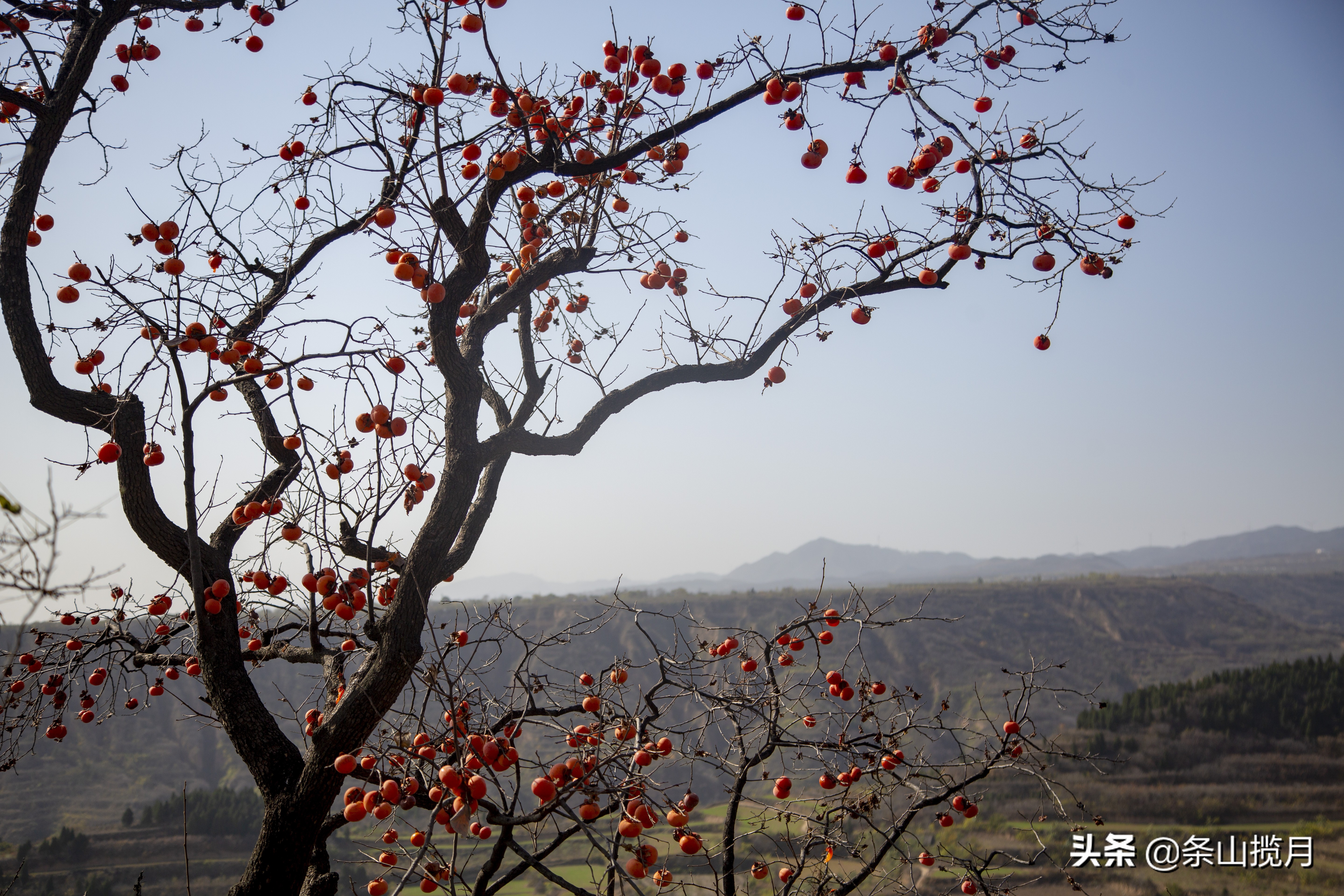 柿子红了记忆中的乡愁,柿子红了的乡愁文案