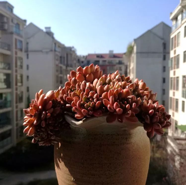 冬日暖阳邂逅最美的多肉,冬日暖阳和多肉暖了我的心