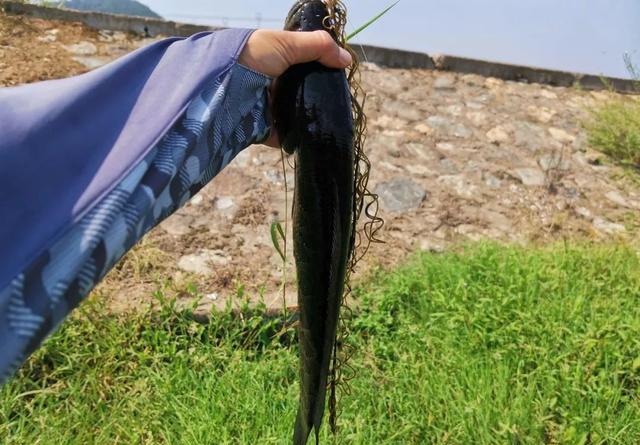 路亚黑鱼用什么颜色的雷蛙好,路亚黑鱼是雷蛙好还是软虫好