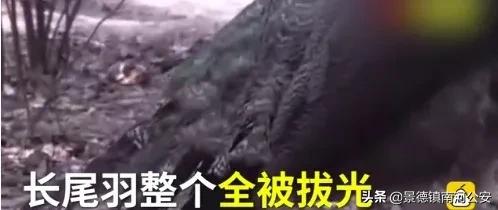 别人说我癞蛤蟆想吃天鹅肉,癞蛤蟆想吃天鹅肉你同意吗