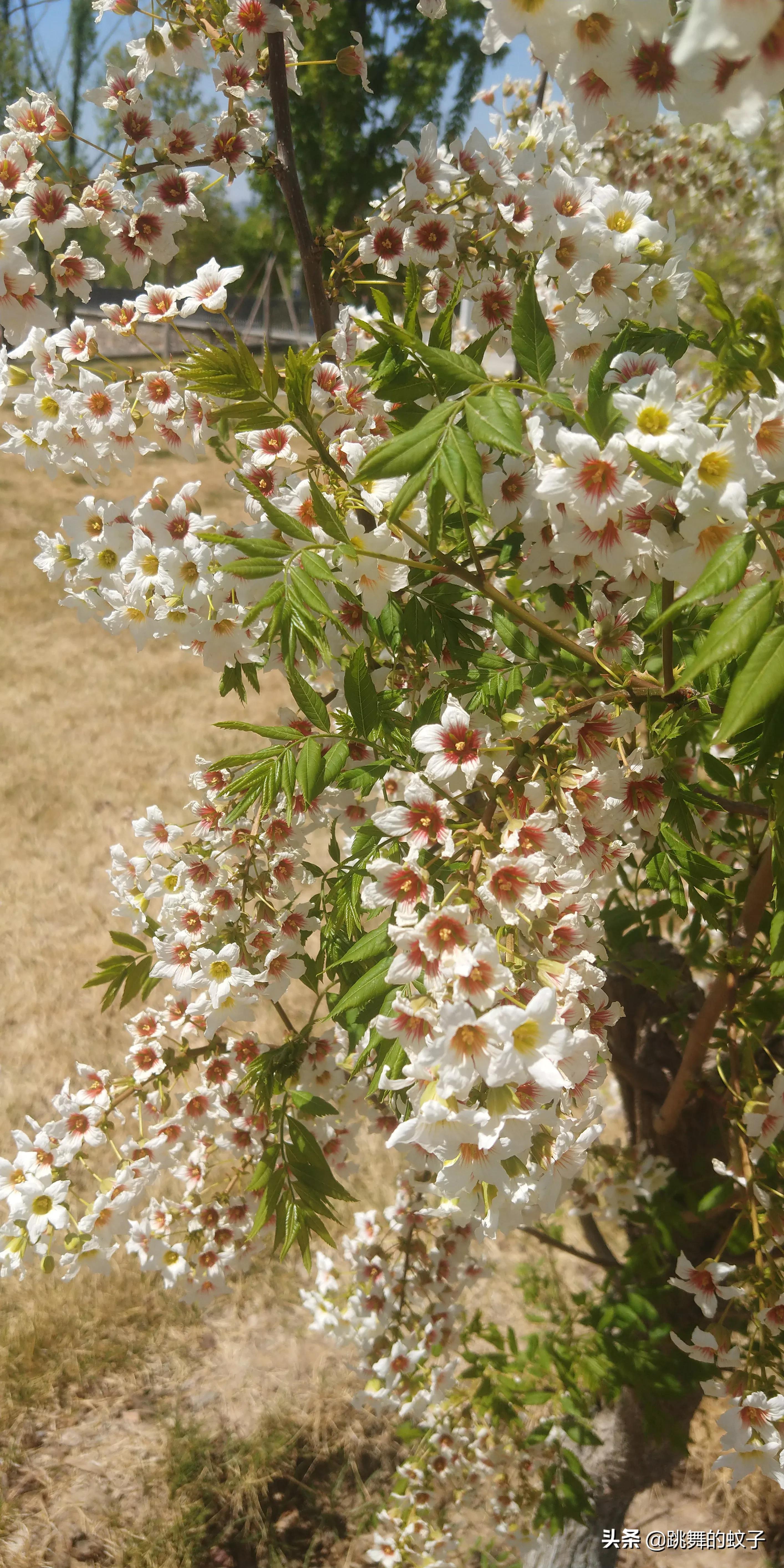 京郊公园,京郊公园门票