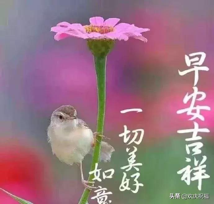 微信朋友圈早安励志说说带图片,发朋友圈的句子正能量阳光带图片