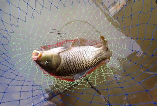 用玉米粒钓鱼,用玉米粒钓鱼需要打窝吗