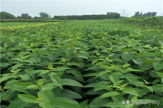 栽培仁用杏前景如何,山杏种植技术大全