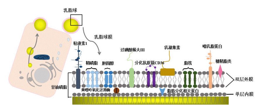 含乳糖酶的乳粉,含乳铁蛋白乳脂球膜的奶粉