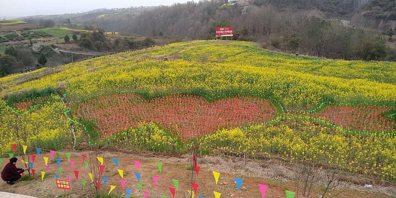 田凤坪油菜花海打卡地,四大最美油菜花海