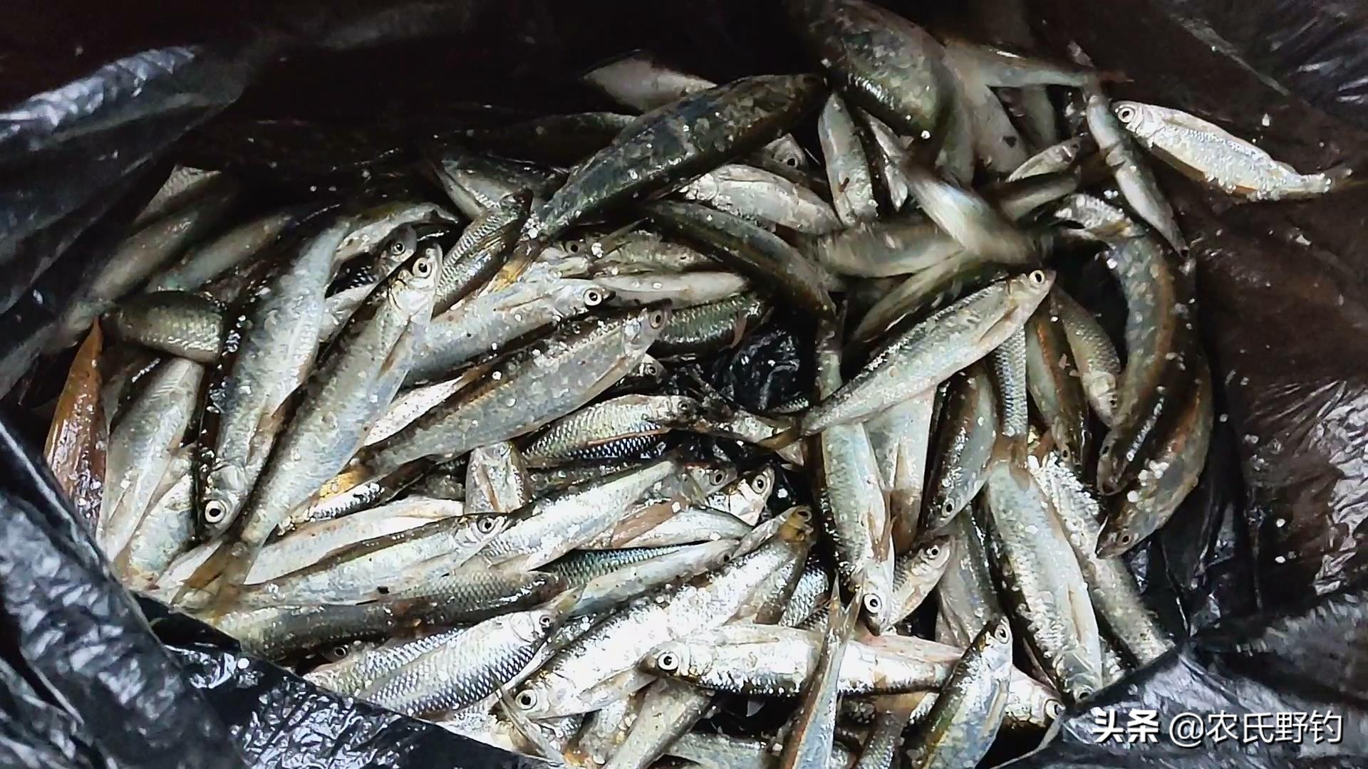 手竿钓白条最快的方法看一遍就会,急流手竿钓白条最正确的方法视频