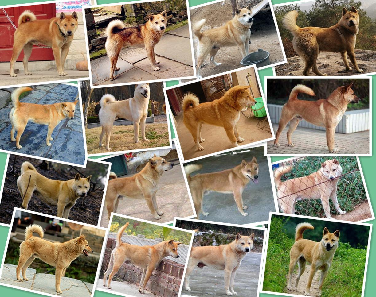 中华田园犬与古代田园犬,中华田园犬常识大全