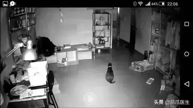 猫独自在家一天一夜,两只猫独自在家七天会怎么样