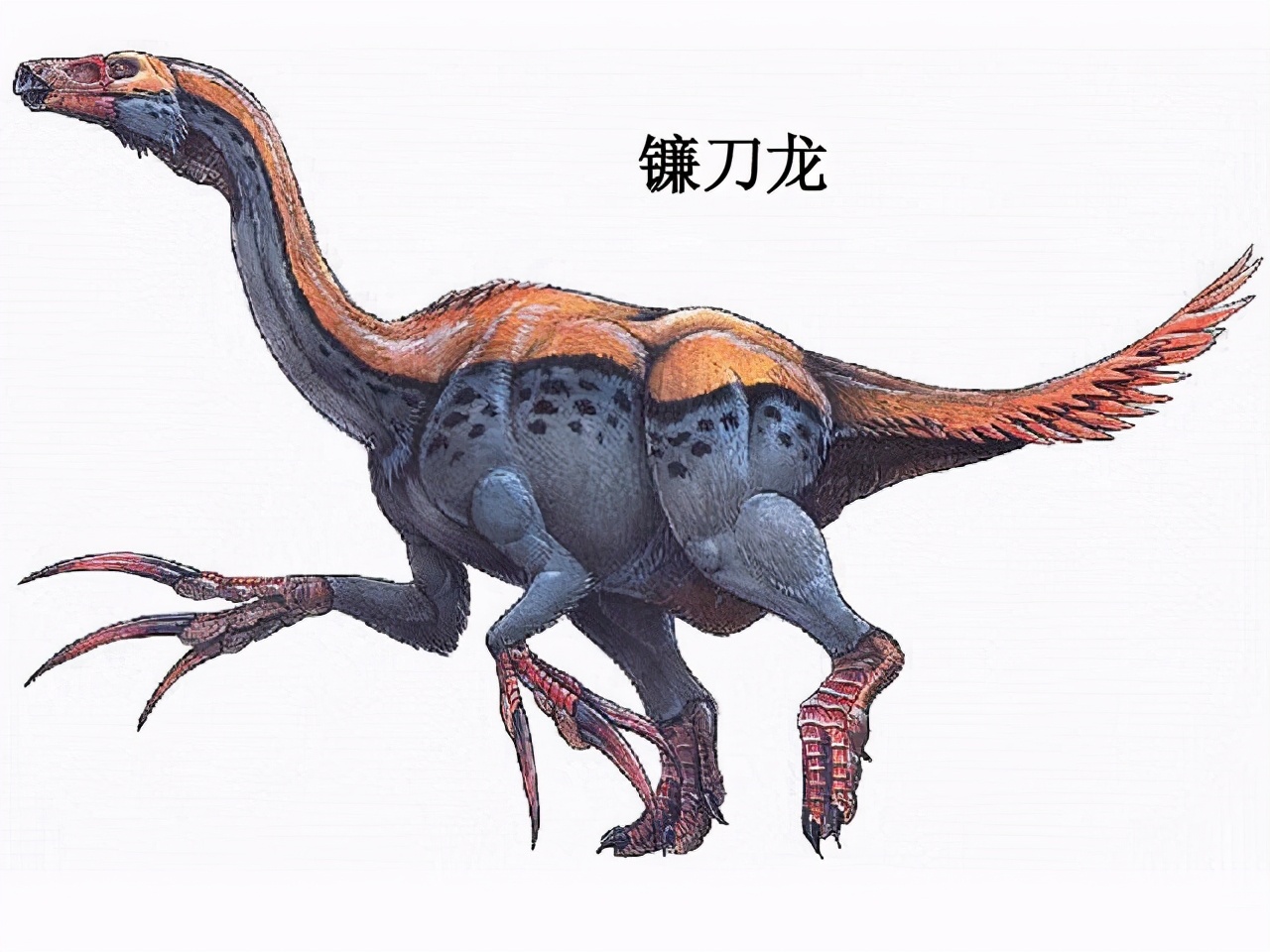 你所不知道的动物冷知识,不可思议的动物冷知识英文