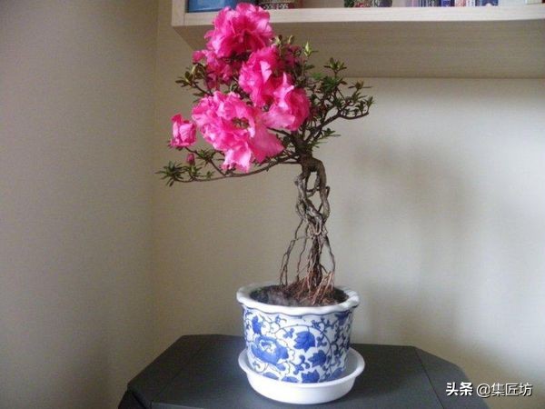 提根杜鹃盆景欣赏,杜鹃提根盆景浇水