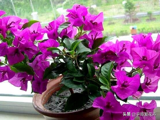 养花日常推荐植物盆栽,盆栽植物室内大号