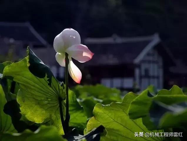 处暑季节里的处暑是啥意思,处暑跟除暑一个意思吗