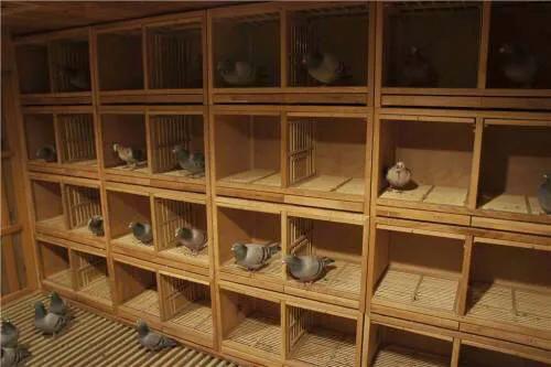 信鸽养鸽知识大全,养赛鸽怎么除虫清肠道