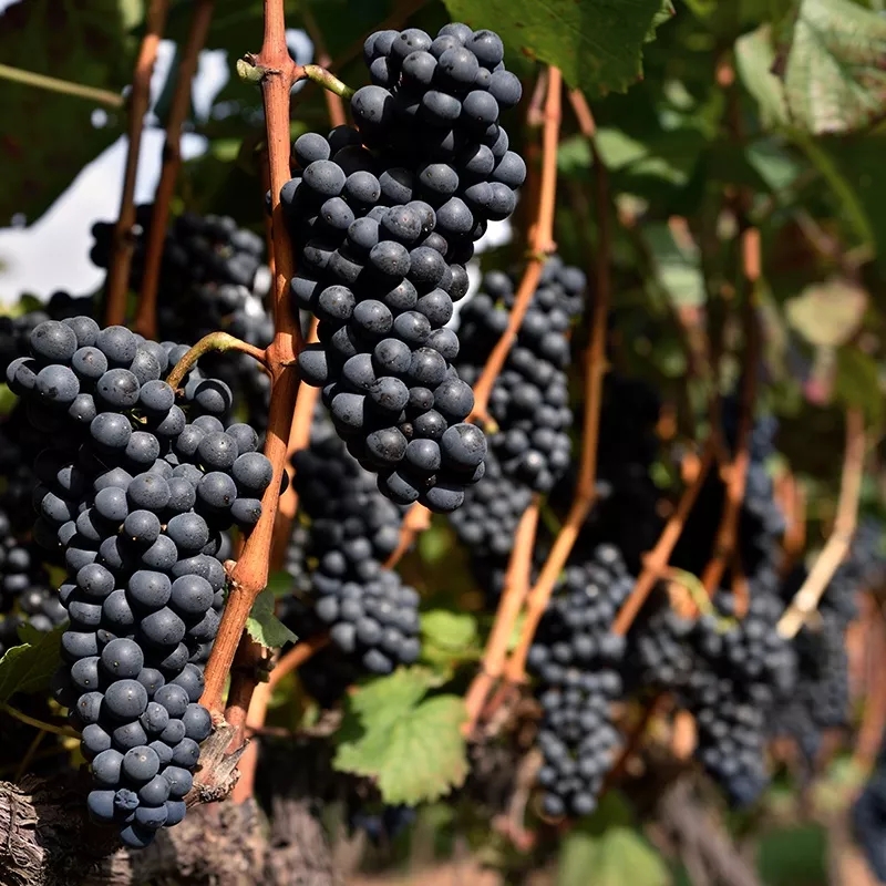 一瓶正宗的法国红酒多少钱,一瓶葡萄酒价格大约为多少