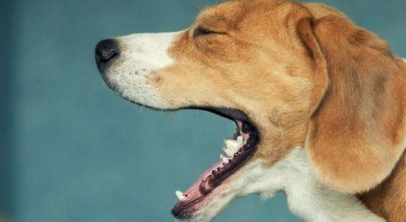 狗狗会咳嗽吐白色粘液,狗狗吐白色粘液怎么办