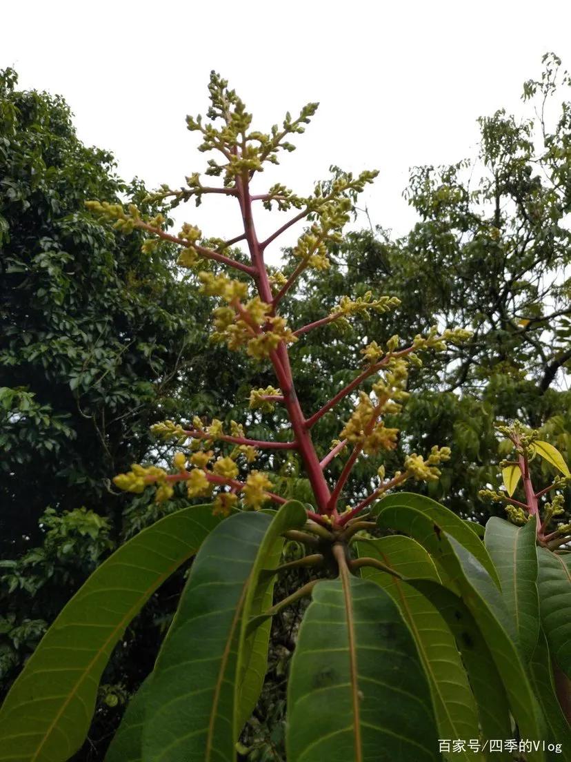 芒果种植技术环境温度,芒果种植技术与管理教程