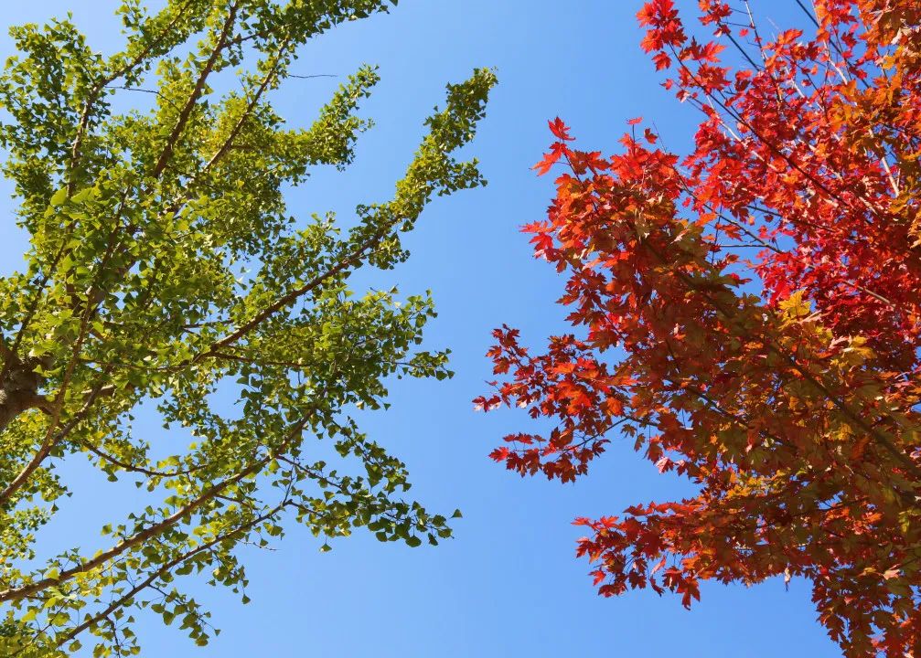 上海最美秋景,上海哪些公园可以拍秋景