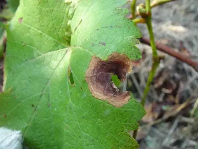 葡萄病害防治识别图谱,葡萄病害鉴定图谱