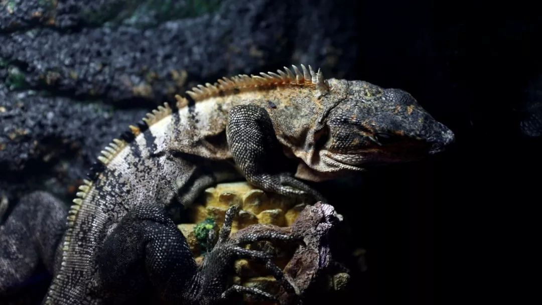 亲子必打卡动物园,动物园观赏园萌宠乐园等你打卡