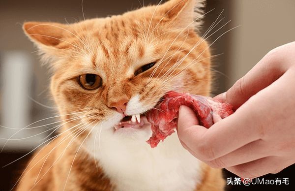 关于弓形虫你所不知道的一切,被弓形虫刷屏的视频