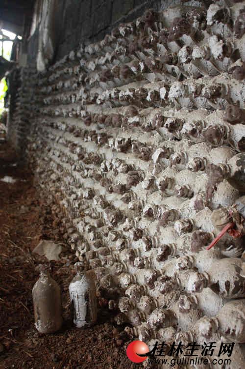 广西全州产业扶贫有妙招，引进这个项目，投资小见效快收益高，农民脱贫致富不用愁