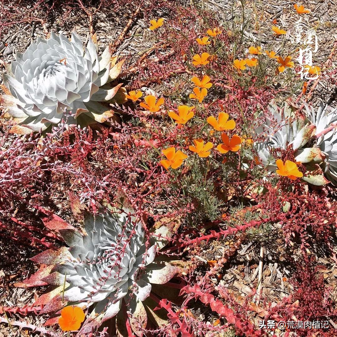 美国加州海岸仙女杯,美国仙女杯