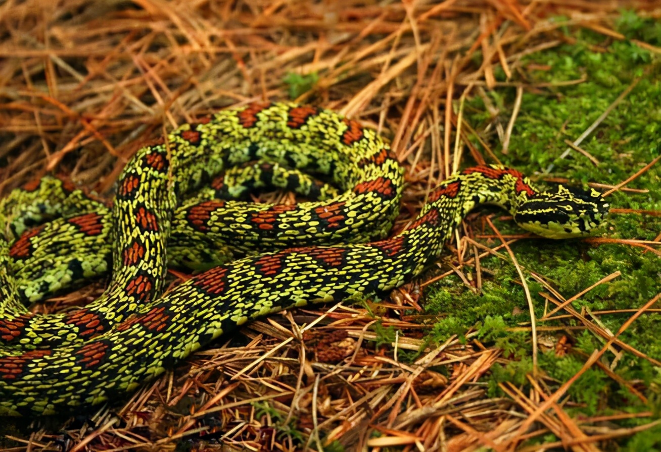 捕蛇奇人,河南奇人李群抓蛇