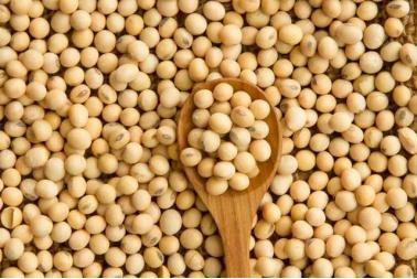 北纯推荐丨营养师都称赞的“豆中之王”究竟有什么营养你知道吗?