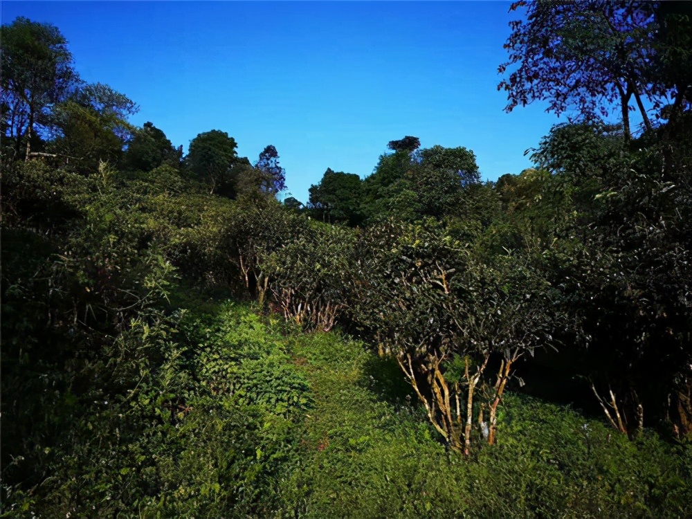西双版纳产区普洱的特点,西双版纳八大茶山