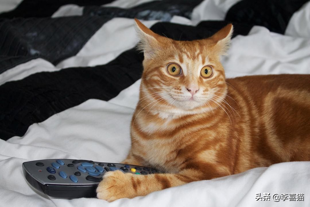 铲屎官必备猫玩具大全 (猫咪必备的10种玩具)