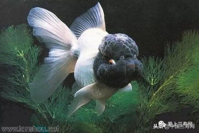 十大最稀有的金鱼品种,比较大的金鱼品种有哪些