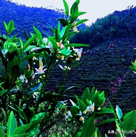 海丰公平西坑绿茶,海丰西坑茶叶