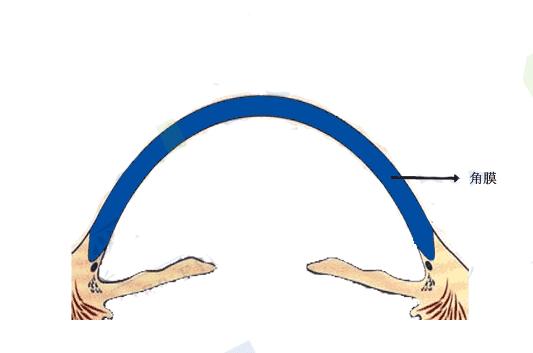 佩戴角膜塑形镜5年控制效果分享,普及一下角膜塑形镜的知识