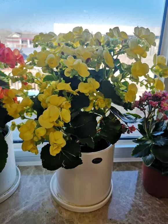 这6种花给点水就爆盆懒人必备,六种花千万别养