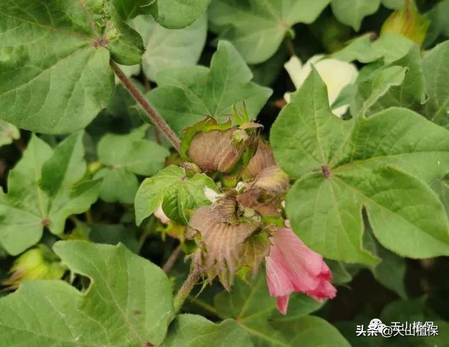 疆新棉业,新疆未来棉花生产应采取的措施