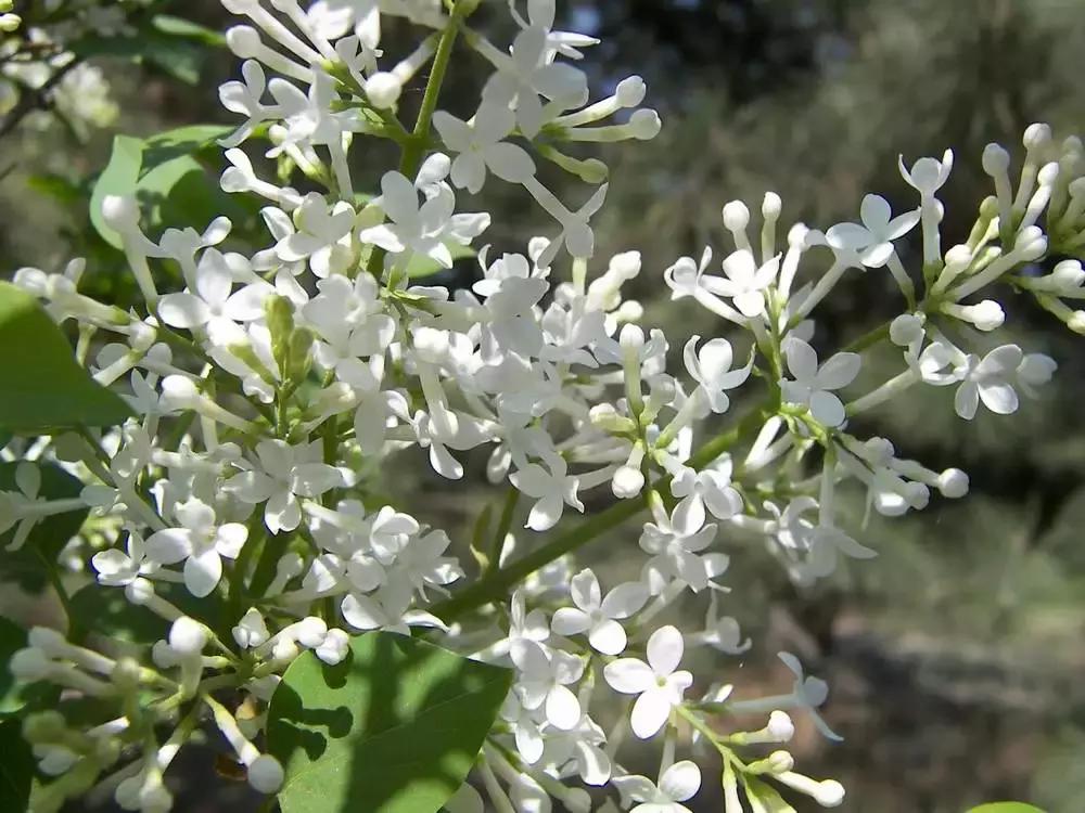 百花图谱大全100幅,工笔百花图谱100种