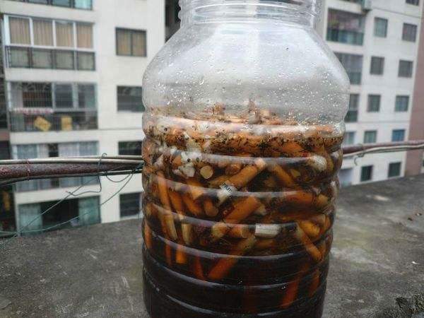 养花长虫子了,养花的水里有虫子怎么杀虫不伤花