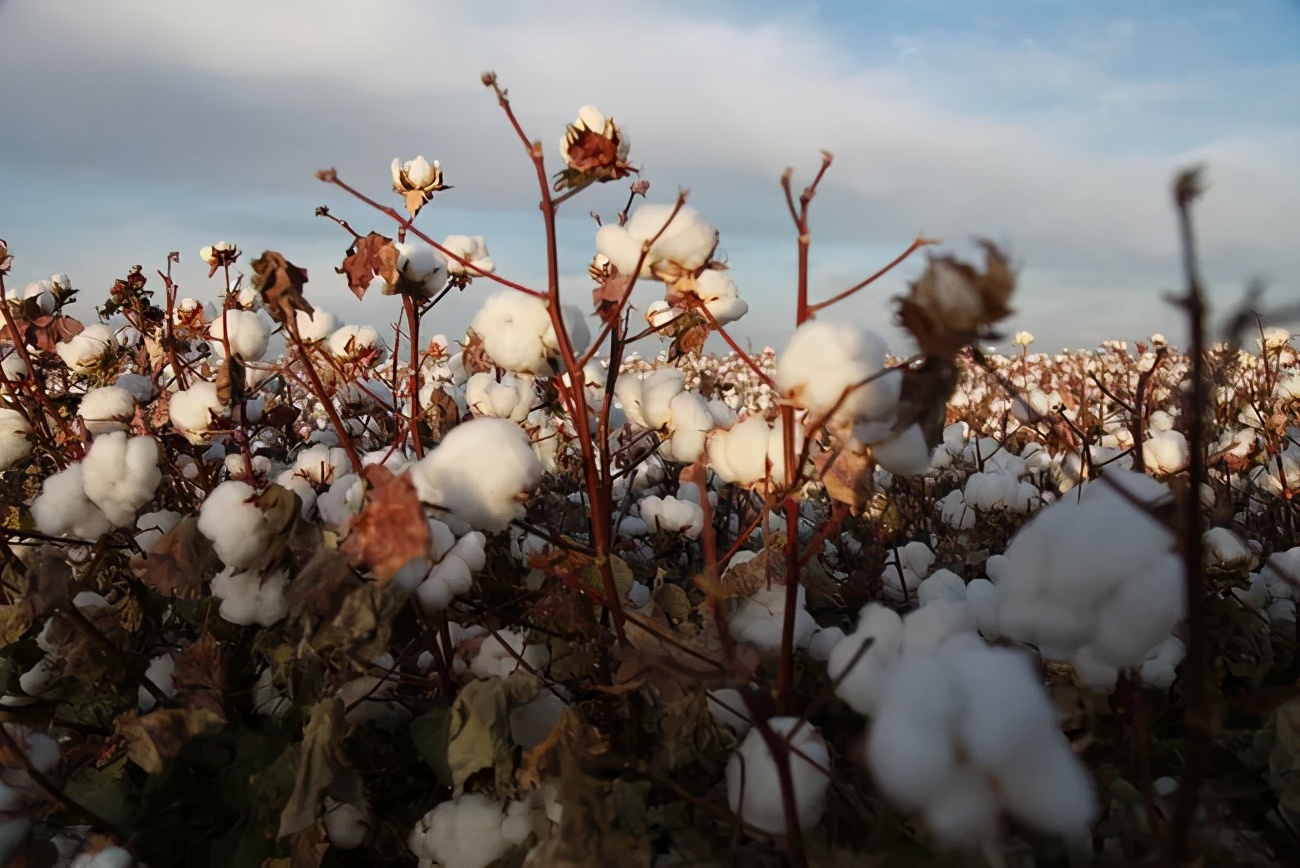 nike新疆棉声明,耐克新疆棉声明