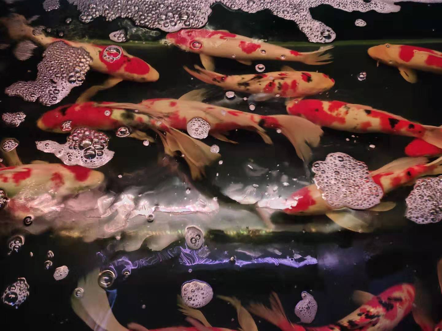 每次用药都要杀幼虫吗,硝化细菌要多久才有效