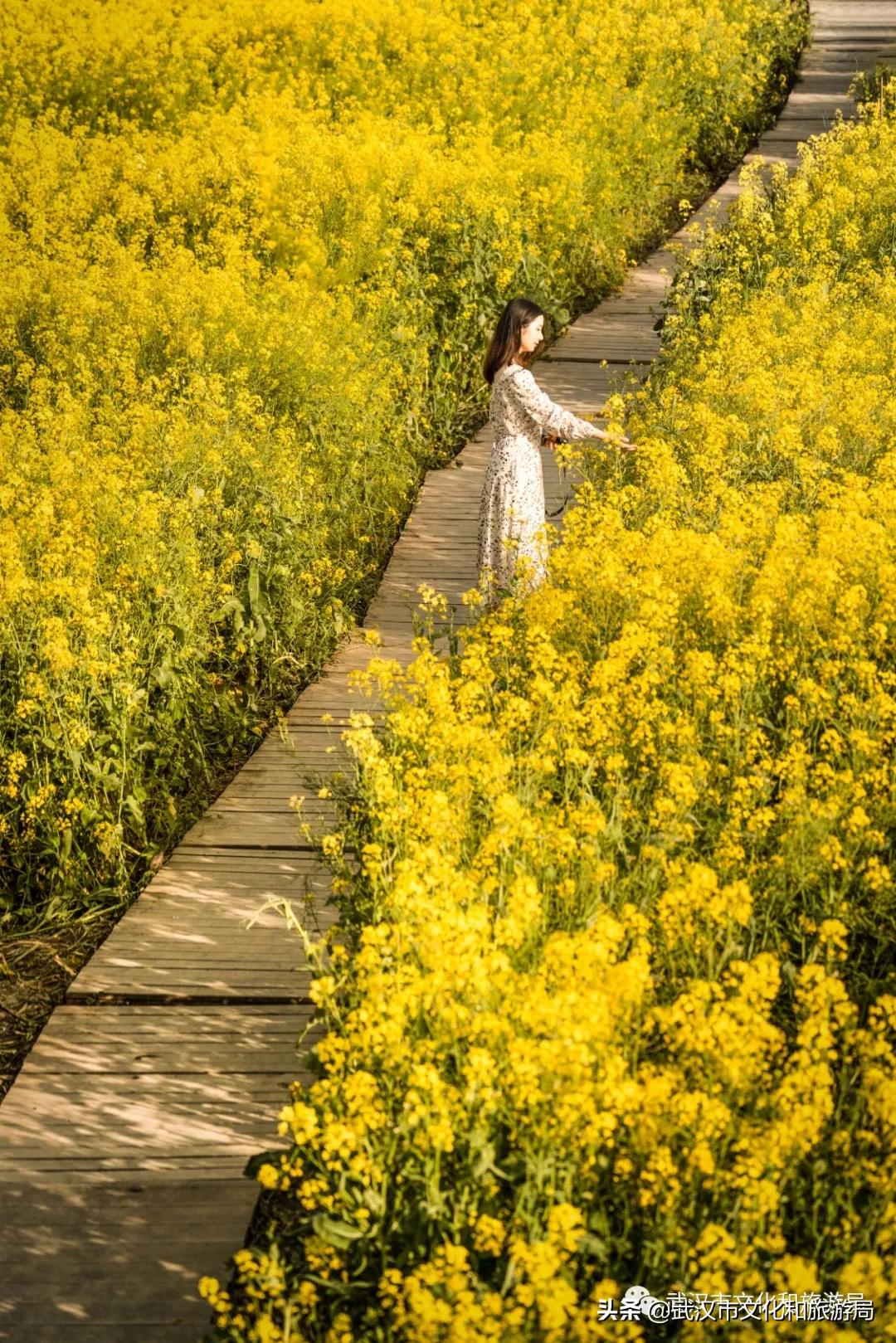 蔡甸区游玩,蔡甸在哪里